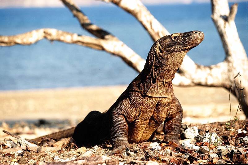 Development, conservation clash at Komodo National Park