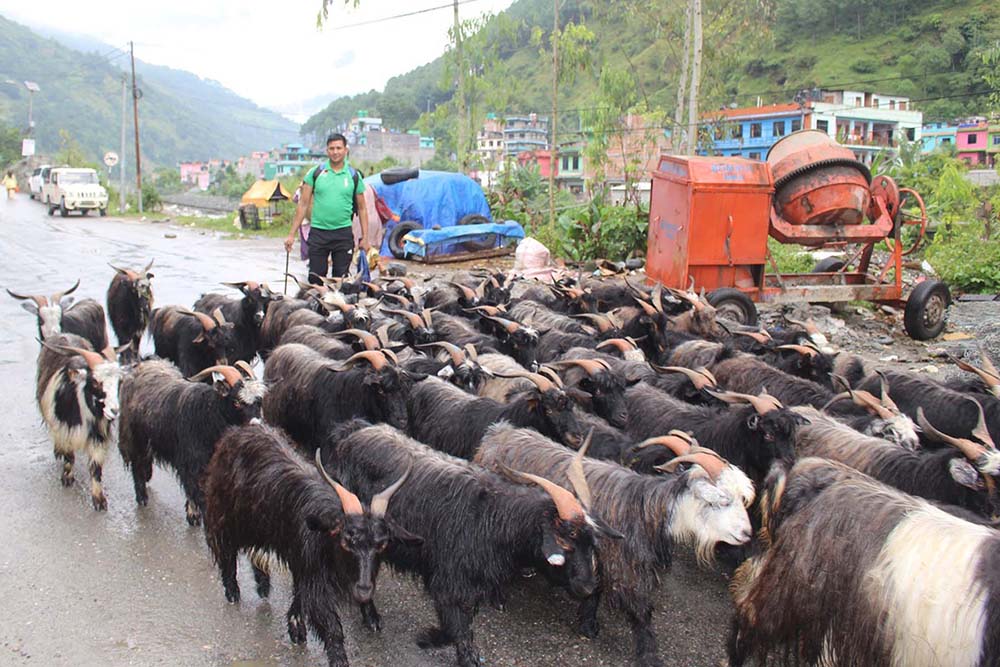 Mountain goats being brought to Kathmandu from Darchula for Dashain