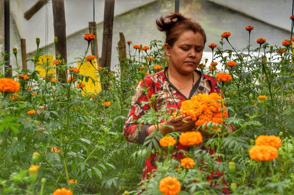 FAN welcomes govt&#8217;s decision to ban flower import