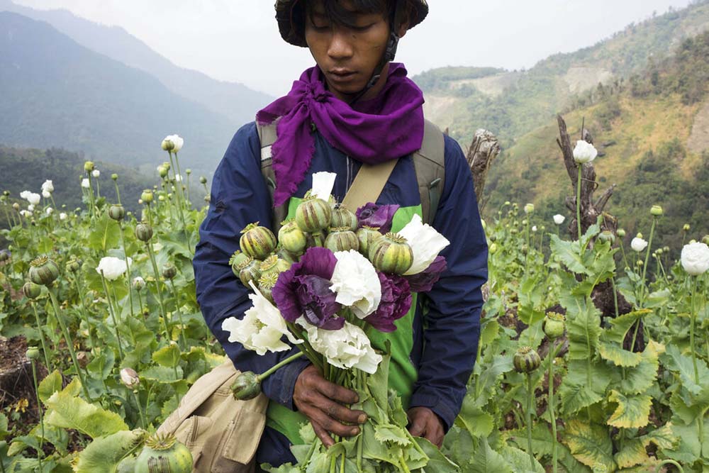 UN: Myanmar opium cultivation has surged 33% amidviolence