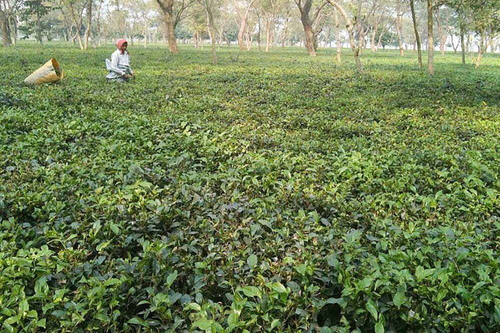 Nepal exports tea worth Rs 38m