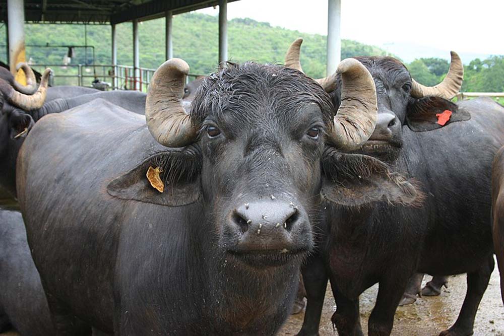 Murrah buffalo bulls from India to be used for crossbreeding: MoALD