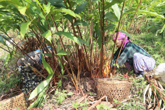 Black cardamom price hits new high in Taplejung market