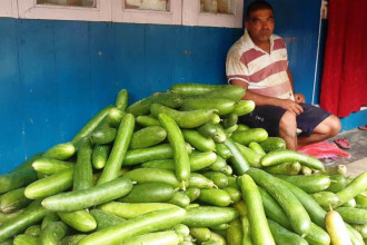 Cucumber cultivation thrives in Jhapa's Suryodaya Municipality