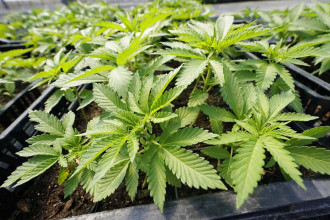 FY 2024/25 Budget: Govt to legalise marijuana for medicinal purpose