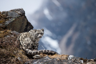 11th International Snow Leopard Day being observed today