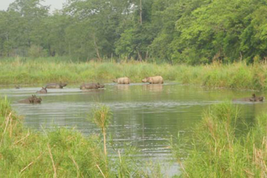 Chitwan National Park generates over Rs 100m in revenue in 5 months