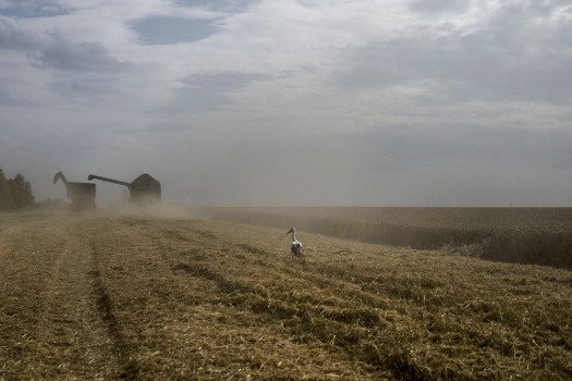 Global food prices declined from record highs in 2022, the UN says. Except for these two staples