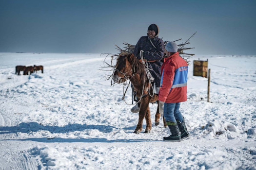 Heavy snows, drought of deadly 'dzud' kill over 7m head of livestock in Mongolia