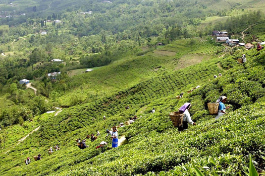 Ilam Municipality to host international tea festival on June 8-10