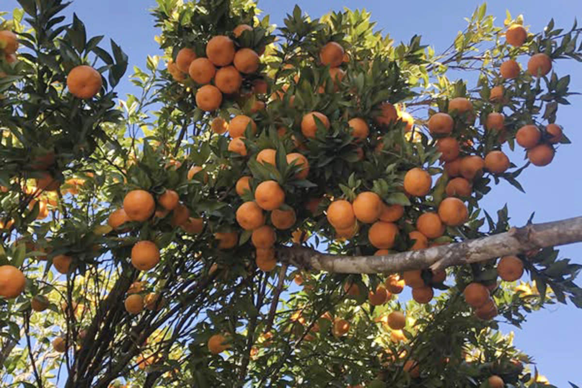 Farmers produce oranges worth Rs 54m in Baglung