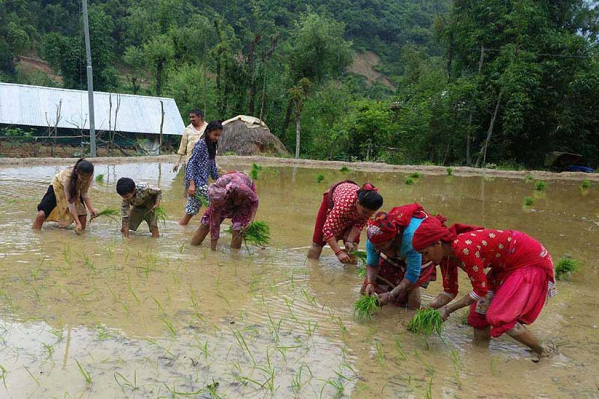 Arghakhanchi farmers anticipate market for organic produce as local govt, JAFL ink deal