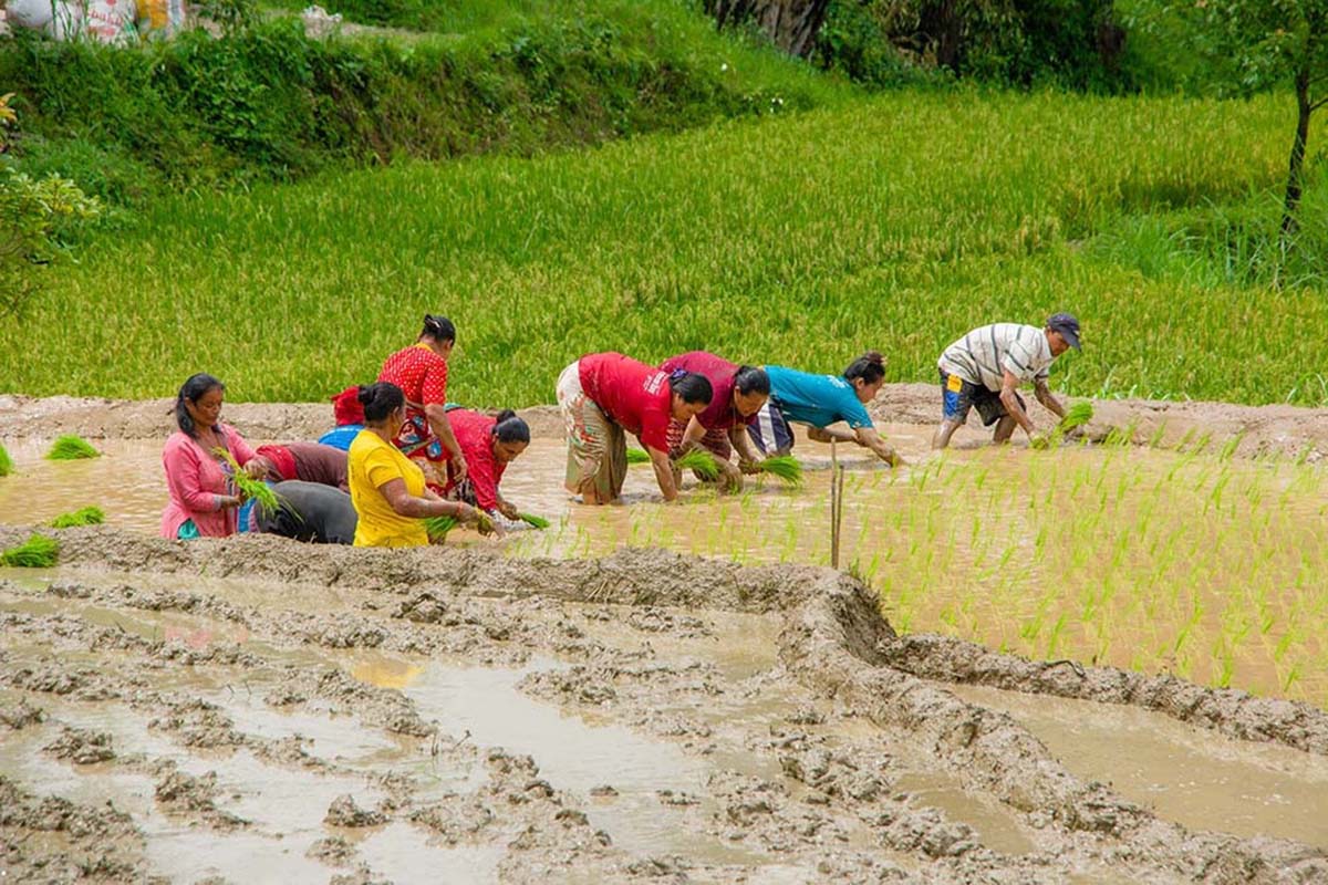 Paddy production increases in Mahottari 