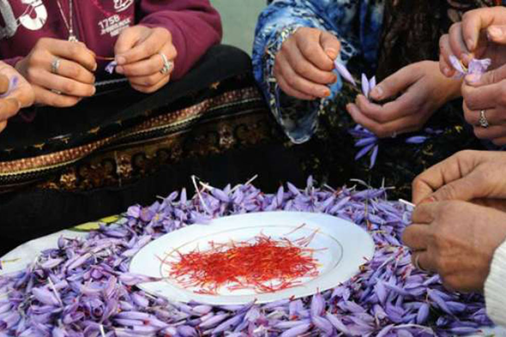 Afghanistan exports saffron worth $27m in 8 months