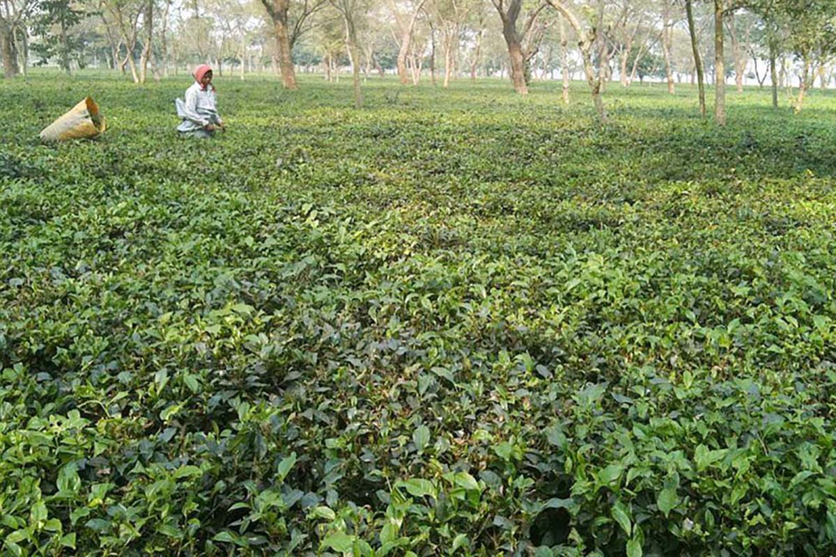 Tea exports rise by 36 pc in 1st quarter of current FY