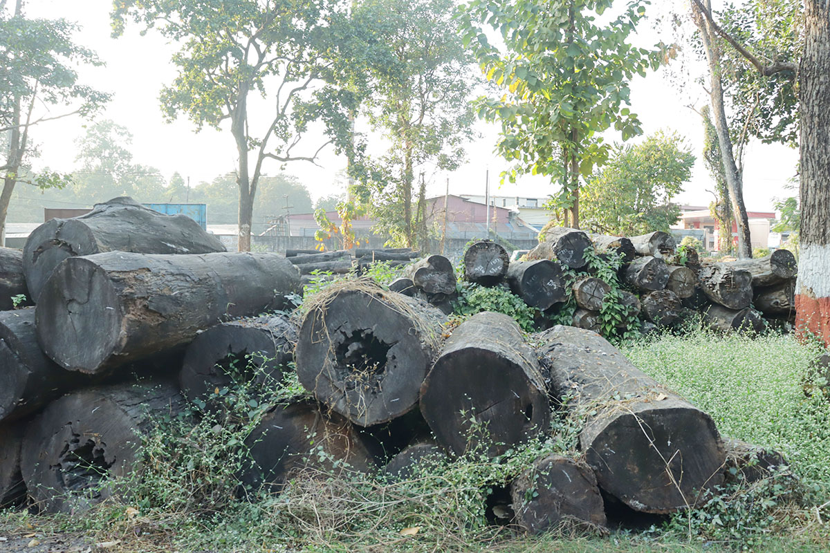 Wood worth Rs 70m decaying at Dharan's Sub-Division Forest Office